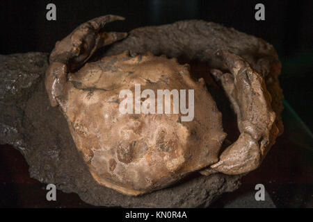 Fossile Krabben, Zanthopsis danfurui, Krebs, Decapoda, Ypresian, Eocen, Huesca, Spanien, Europa Stockfoto