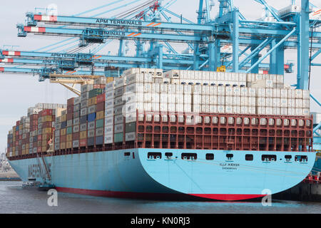 Eine von mehreren Containerterminals im Hafen von Rotterdam Stockfoto