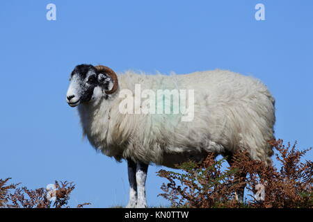 Scottish Blackface Schaf stehend in Heather mit einem klaren blauen Himmel Stockfoto