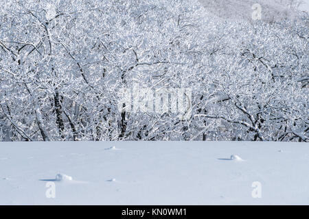 Deogyusan Berge von Schnee im Winter überdacht ist, Südkorea. Stockfoto