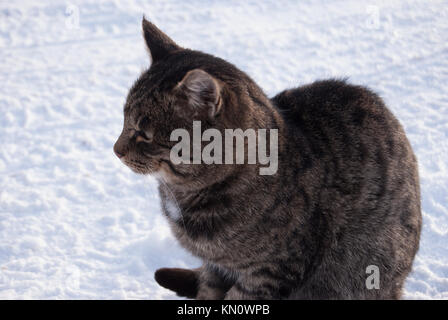 Einen grauen Tabby Katze sitzt auf dem Schnee. Von der Seite. Stockfoto