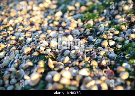 Schalen im Detail Stockfoto