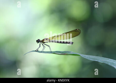 Gelbe Damselfy/Dragon Fly/Zygoptera in den Rand des grünen Blatt sitzen Stockfoto