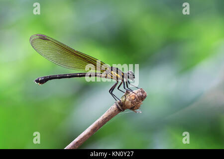 Gelbe Damselfy/Dragon Fly/Zygoptera im Rand von Bambus Stammzellen sitzen mit Soft blau grün Hintergrund Stockfoto