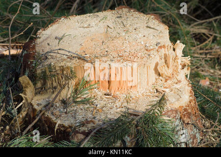 Stümpfe von gefällten Bäumen in einem Kiefernwald Stockfoto