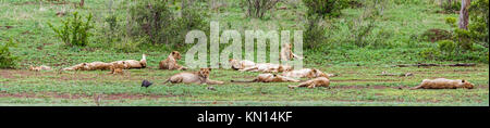 Afrikanischen Löwen im Krüger-Nationalpark, Südafrika; Spezies Panthera Leo Familie felidae Stockfoto