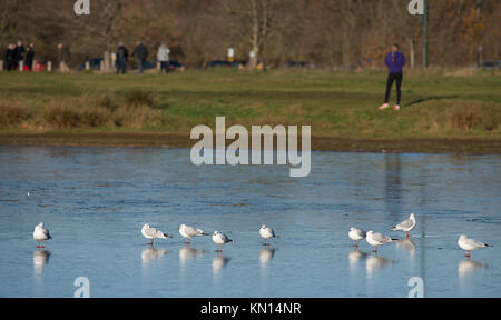 Wimbledon Village, London, UK. 9. Dezember, 2017. Möwen stehen auf Eis bedeckt Wimbledon Common Teich nach schweren über Nacht Frost. Stockfoto