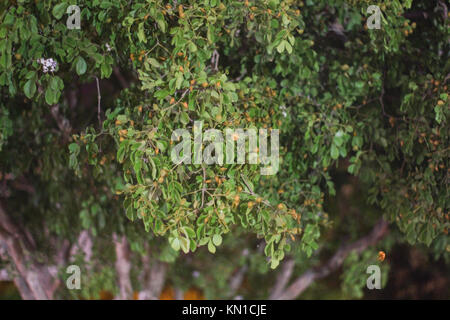 Weihrauch Blätter als aromatische Harze und Wallpaper verwendet, grüne Blätter am Baum, ein kleines Baby Früchte auf es Stockfoto