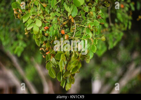 Weihrauch Blätter als aromatische Harze und Wallpaper verwendet, grüne Blätter am Baum, ein kleines Baby Früchte auf es Stockfoto