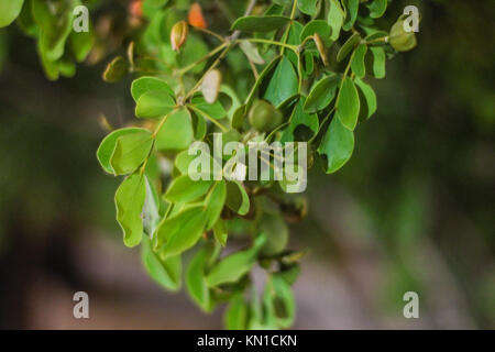 Weihrauch Blätter als aromatische Harze und Wallpaper verwendet, grüne Blätter am Baum, ein kleines Baby Früchte auf es Stockfoto