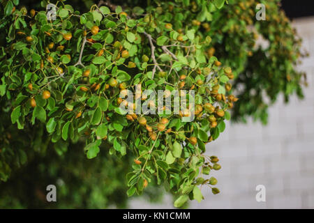 Weihrauch Blätter als aromatische Harze und Wallpaper verwendet, grüne Blätter am Baum, ein kleines Baby Früchte auf es Stockfoto