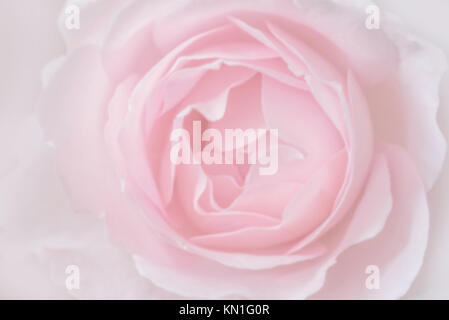 Rosa Rose Licht Farbe Hintergrund Stockfoto