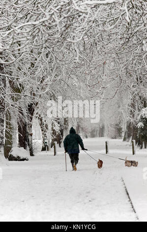 Builth Wells, Powys, Wales, UK. 10. Dezember 2017. Eine Frau trotzt der Schnee ihre Hunde in der Groe Recreation Park in Builth Wells, Powys, Wales, UK. Starker Schneefall hits Builth Wells, Powys, Wales, UK. © Graham M. Lawrence/Alamy Leben Nachrichten. Stockfoto