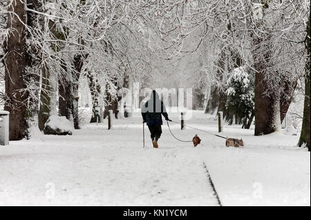 Builth Wells, Powys, Wales, UK. 10. Dezember 2017. Eine Frau trotzt der Schnee ihre Hunde in der Groe Recreation Park in Builth Wells, Powys, Wales, UK. Starker Schneefall hits Builth Wells, Powys, Wales, UK. © Graham M. Lawrence/Alamy Leben Nachrichten. Stockfoto