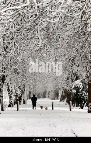 Builth Wells, Powys, Wales, UK. 10. Dezember 2017. Eine Frau trotzt der Schnee ihre Hunde in der Groe Recreation Park in Builth Wells, Powys, Wales, UK. Starker Schneefall hits Builth Wells, Powys, Wales, UK. © Graham M. Lawrence/Alamy Leben Nachrichten. Stockfoto