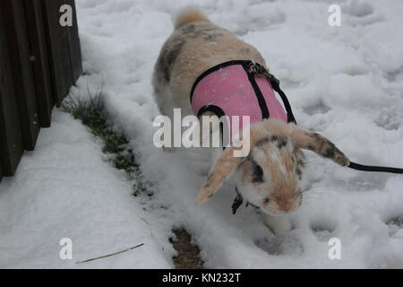 Oxfordshire, UK. 10 Dez, 2017. Sonntag, Dezember 10th, verschneite Landschaft in England. Kaninchen ging es durch die Eigentümer. Rosanna Marie Saracino/Alamy Live News Credit: Rosanna Saracino/Alamy leben Nachrichten Stockfoto