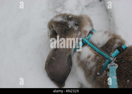 Oxfordshire, UK. 10 Dez, 2017. Sonntag, Dezember 10th, verschneite Landschaft in England. Kaninchen ging es durch die Eigentümer. Rosanna Marie Saracino/Alamy Live News Credit: Rosanna Saracino/Alamy leben Nachrichten Stockfoto