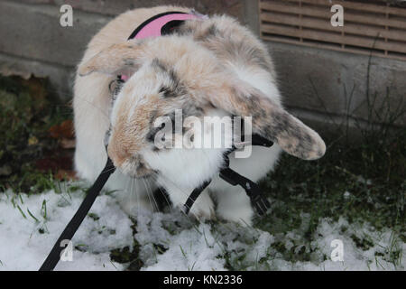 Oxfordshire, UK. 10 Dez, 2017. Sonntag, Dezember 10th, verschneite Landschaft in England. Kaninchen ging es durch die Eigentümer. Rosanna Marie Saracino/Alamy Live News Credit: Rosanna Saracino/Alamy leben Nachrichten Stockfoto