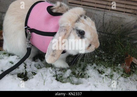 Oxfordshire, UK. 10 Dez, 2017. Sonntag, Dezember 10th, verschneite Landschaft in England. Kaninchen ging es durch die Eigentümer. Rosanna Marie Saracino/Alamy Live News Credit: Rosanna Saracino/Alamy leben Nachrichten Stockfoto