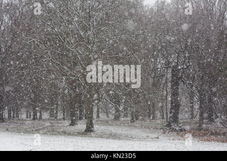 Windsor, Großbritannien. 10. Dezember, 2017. Schnee fällt in Wäldern im Windsor Great Park. Credit: Mark Kerrison/Alamy leben Nachrichten Stockfoto