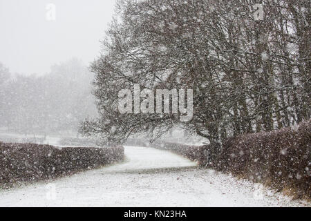 Windsor, Großbritannien. 10. Dezember, 2017. Schnee fällt in einer ruhigen Ecke von Windsor Great Park. Credit: Mark Kerrison/Alamy leben Nachrichten Stockfoto