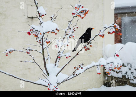 Presteigne, Powys, Wales, UK. 10. Dezember 2017. Ein starker Schneefall deckt viel von Wales einschließlich dieser kleinen walisischen Stadt. Eine hungrige Amsel holt Obst aus Crab Apple tree. Kredit Alex Ramsay/Alamy leben Nachrichten Stockfoto