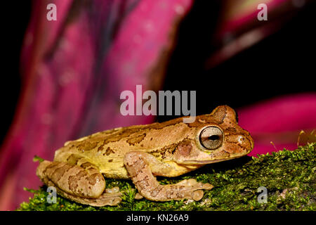 Gemeinsame mexikanischen Laubfrosch Stockfoto