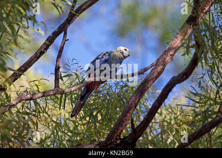 Blass vorangegangen Rosella in Baum in Queensland Australien gehockt Stockfoto