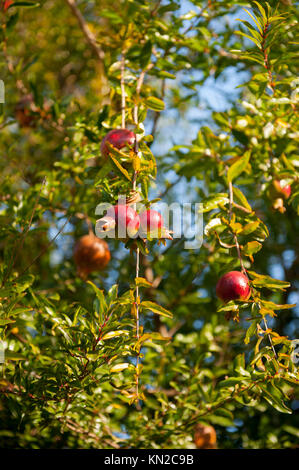Essen Früchte Granatapfel am Baum reifen Stockfoto