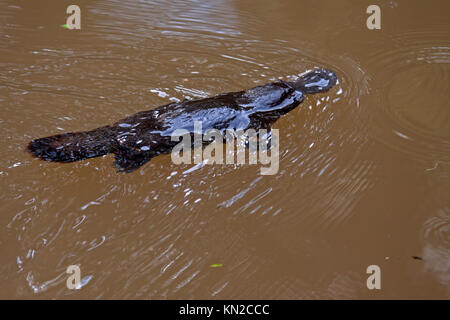 Schnabeltier schwimmen in Freshwater Creek in Queensland, Australien Stockfoto