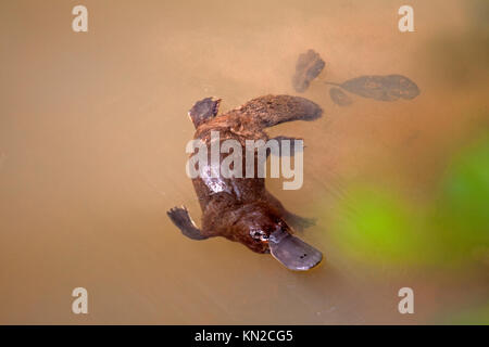 Schnabeltier schwimmen in Freshwater Creek in Queensland, Australien Stockfoto