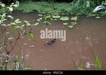 Schnabeltier schwimmen in Freshwater Creek in Queensland, Australien Stockfoto