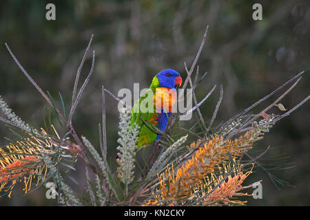 Rainbow lorikeet Fütterung auf Blüten in Baum in Queensland, Australien Stockfoto