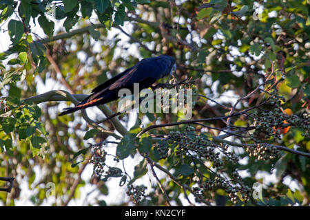 Red tailed Black cockatoo Fütterung auf die Samen der Früchte im Baum in Queensland, Australien Stockfoto