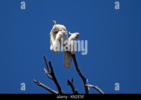 Schwefel crested Kakadus in Baum in Victoria Australien gehockt Stockfoto