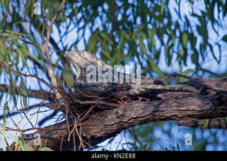 Tawny frogmouth sitzen auf Nest in in Queensland, Australien Stockfoto