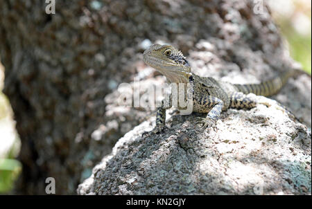 Eastern Water Dragon, beheimatet in mehreren Bereichen in Australien Stockfoto