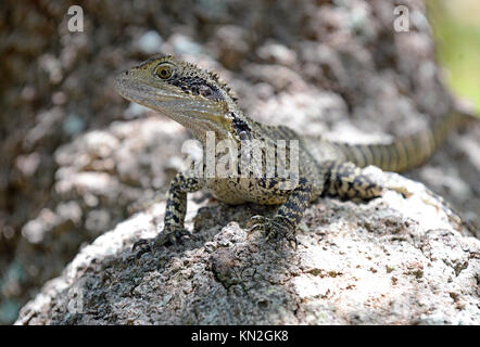 Eastern Water Dragon, beheimatet in mehreren Bereichen in Australien Stockfoto