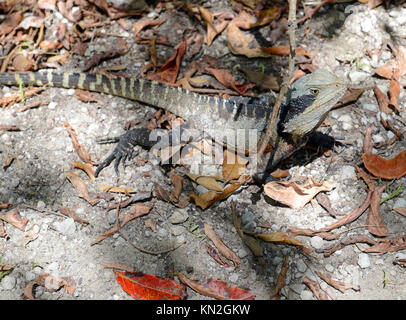 Eastern Water Dragon, beheimatet in mehreren Bereichen in Australien Stockfoto