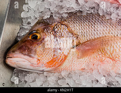 Rotbarbe im Eis auf der Theke Fish shop Stockfoto