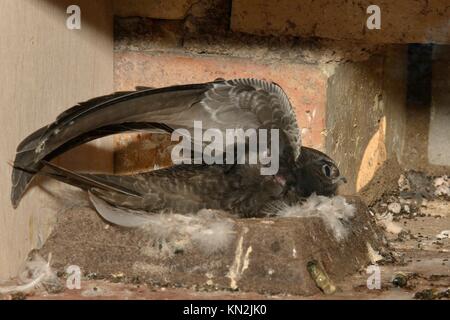 Fast ausgewachsenen Mauersegler Küken (Apus apus) seine Flügel trainieren in einem Nest, Cambridge, UK, August. Stockfoto