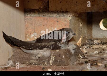 Fast ausgewachsenen Mauersegler Küken (Apus apus) Kratzer auf seinem Kopf mit einem Fuß, wie es auf dem Nest Schale in einem nistkasten, Cambridge, UK, August ruht. Stockfoto