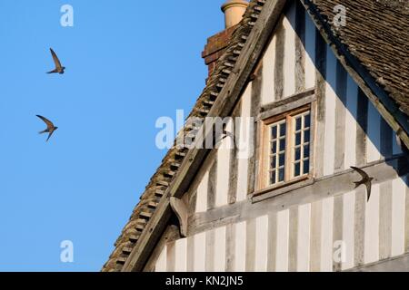 Mauersegler (Apus apus) Gruppe fliegen und schreiend hinter einem alten Fachwerkhaus mit mehreren swift Nester unter dem Dach in der Dämmerung, Lacock, Wiltshire Stockfoto