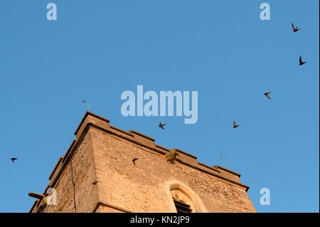 Schreien Partei der Mauersegler (Apus apus) fliegen um einen Glockenturm der Kirche in der Dämmerung, wo eine große Kolonie Rassen in Nistkästen, Worlington, Suffolk Stockfoto