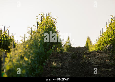 Kalifornien Weinberg Blick nach unten eine Reihe von Reben im Frühjahr während des Sonnenuntergangs. Stockfoto