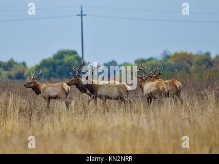 Eine Gruppe von tule Elk grasen im hohen Gras in der San Luis National Wildlife Refuge November 20, 2017, Los Banos, Kalifornien. (Foto von Steve martarano über planetpix) Stockfoto