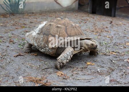 Eine afrikanische Oberschenkel Schildkröte Sporn, bei den Reptilien Discovery Center, in Deland, Florida, USA. Stockfoto