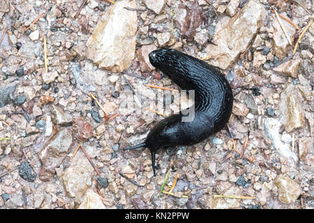 Slug - Schwarz Slug - Arion ater - auf Fußweg Stockfoto