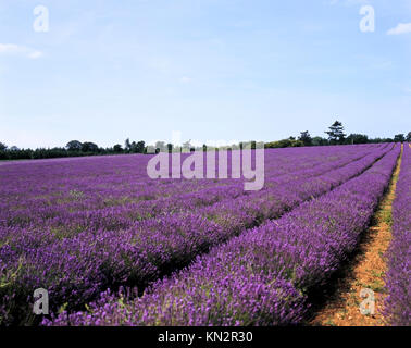Lavendel wächst in Feld, Heacham, Norfolk, England, Vereinigtes Königreich Stockfoto