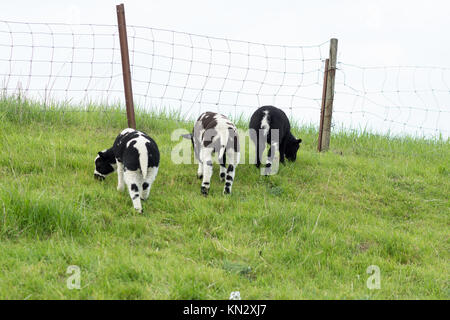 Drei mehrfarbige Lämmer auf Deich Gras in den Niederlanden Essen Stockfoto